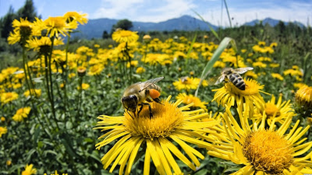 03-abejas-roboticas-salvando-y-ayudando-su-gran-labor-1000xxxx