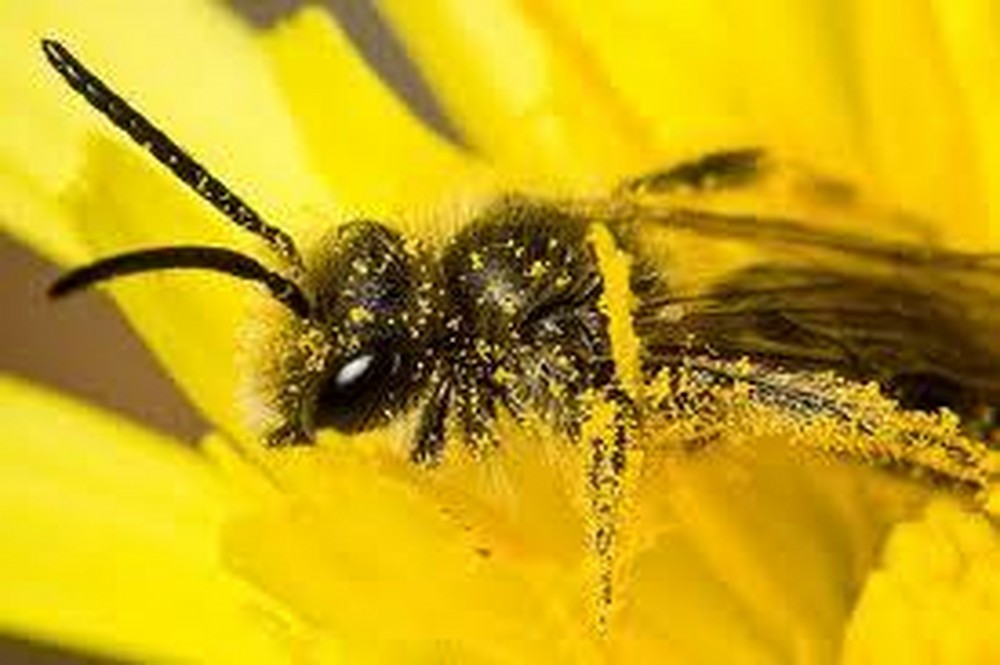 07-abejas-roboticas-salvando-y-ayudando-su-gran-labor-1000xxxx