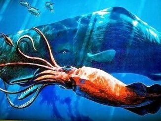 El Kraken Misterios Revelados Tetra-El